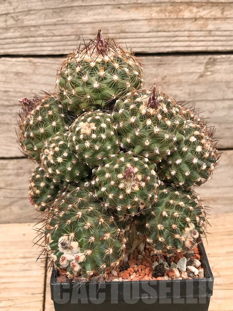 SHPR9769 Pediocactus simpsonii var. - Image 2