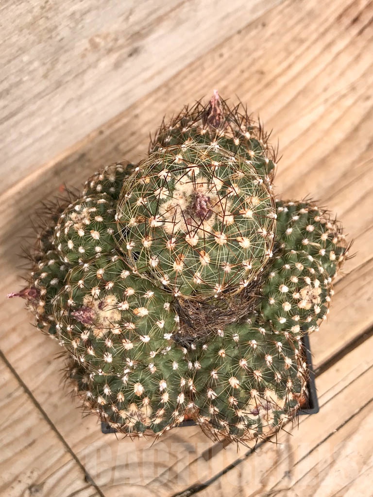 SHPR9769 Pediocactus simpsonii var. - Image 3
