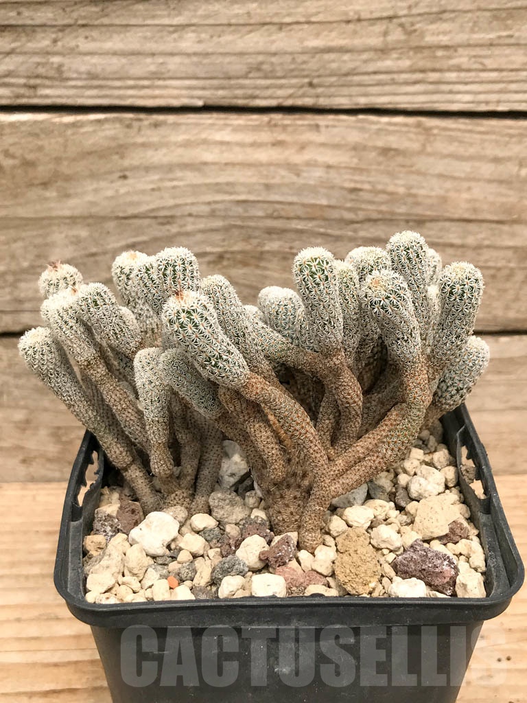 SHPR9770 Turbinicarpus krainzianus