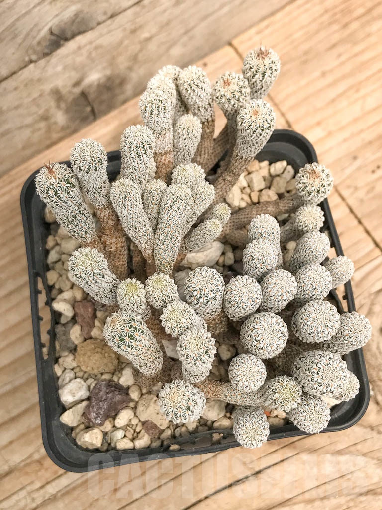 SHPR9770 Turbinicarpus krainzianus - Image 2