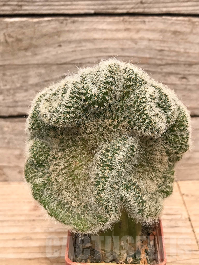 SHPR9771 Sulcorebutia hertusii cristata - Obrázek 2