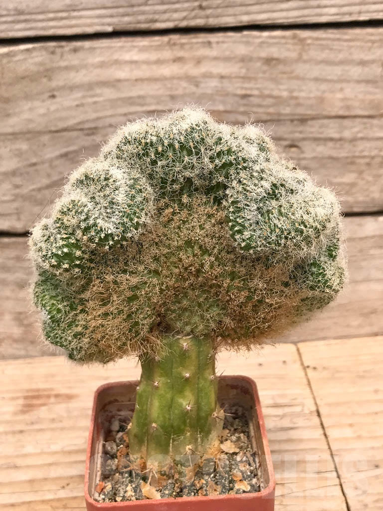 SHPR9771 Sulcorebutia hertusii cristata