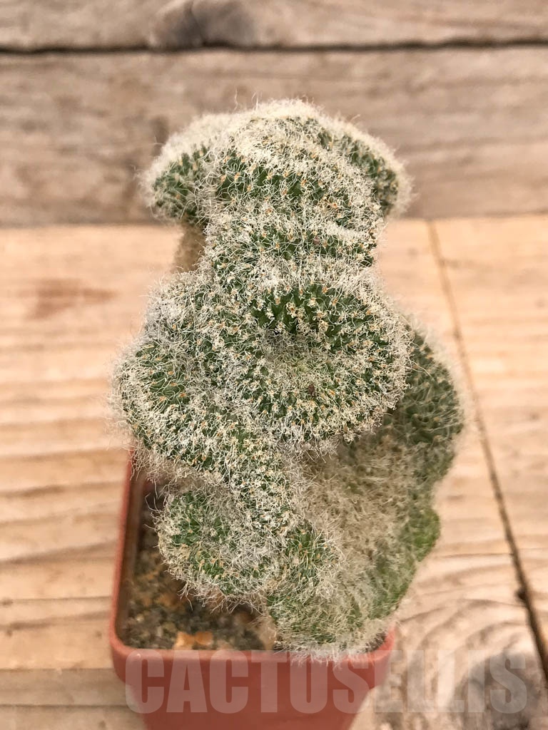 SHPR9771 Sulcorebutia hertusii cristata - Obrázek 4