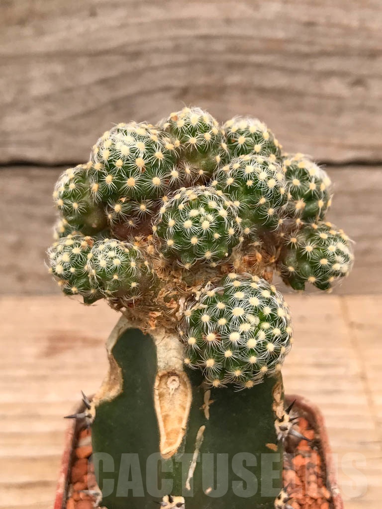SHPR9772 Mammillaria saboae