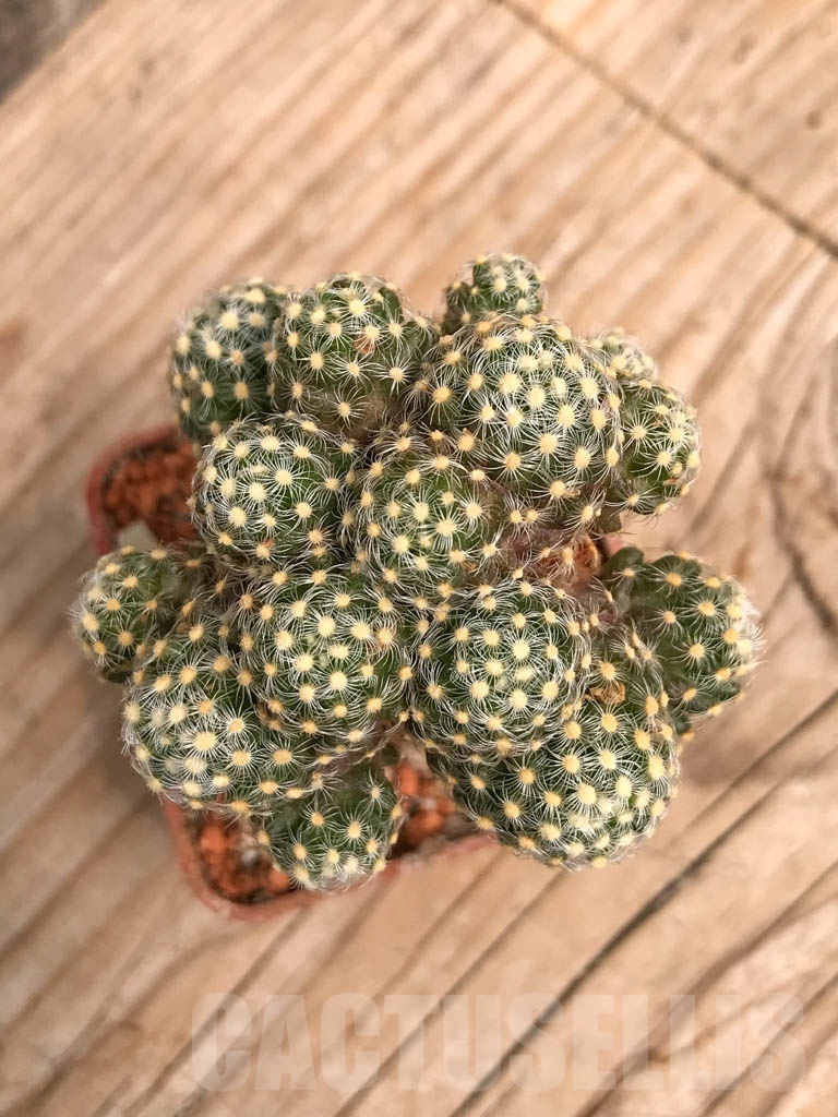 SHPR9772 Mammillaria saboae - Image 2