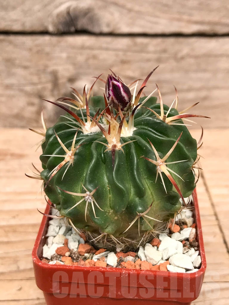 SHPR9776 Echinofossulocactus obvallatus (Stenocactus obvallatus)