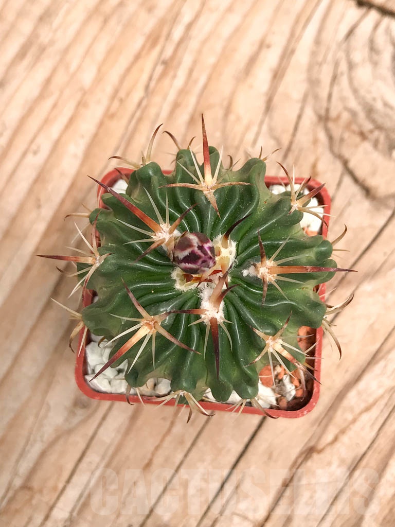 SHPR9776 Echinofossulocactus obvallatus (Stenocactus obvallatus) - Image 2