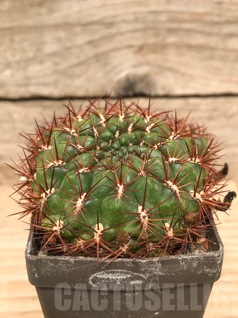 SHPR9777 Sulcorebutia mentosa SE 123a