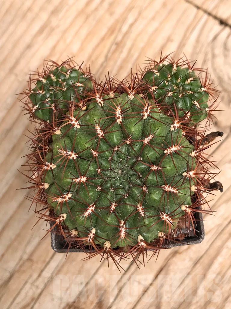 SHPR9777 Sulcorebutia mentosa SE 123a - Зображення 2