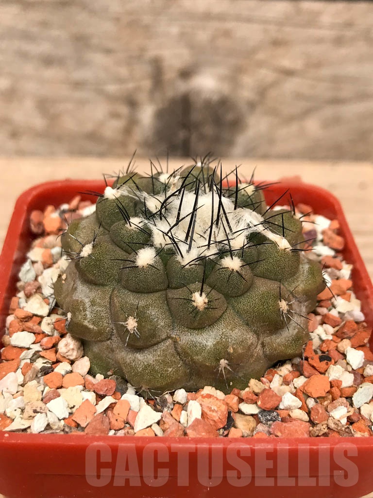 SHPR9778 Copiapoa hypogaea