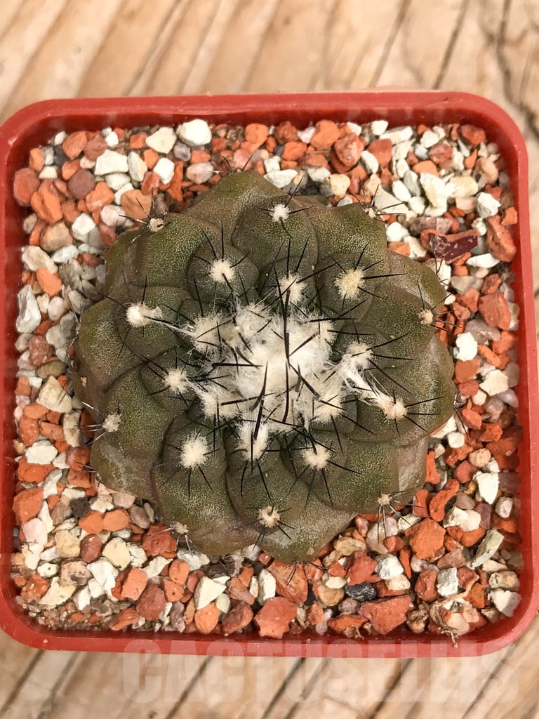 SHPR9778 Copiapoa hypogaea - Image 2