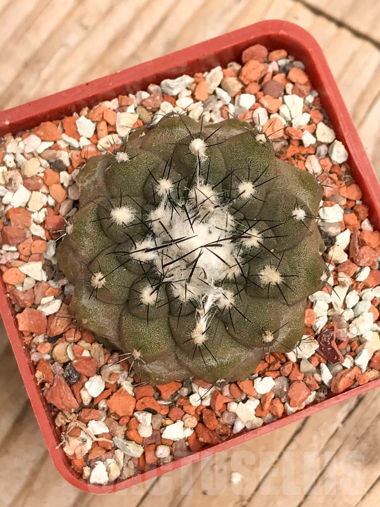 SHPR9778 Copiapoa hypogaea - Image 3