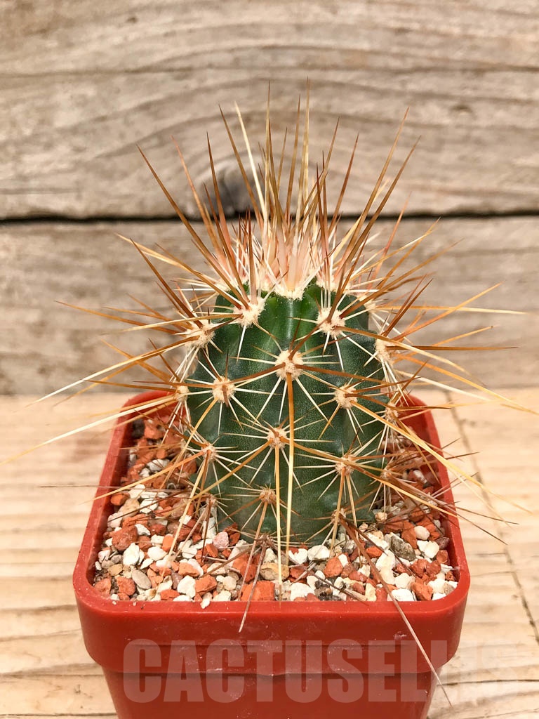 SHPR9782 Echinocereus engelmannii, Mexico - Image 2