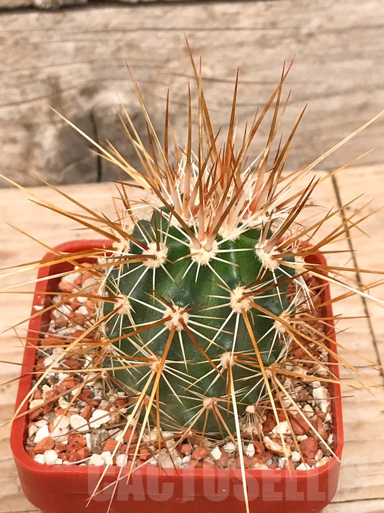 SHPR9782 Echinocereus engelmannii, Mexico