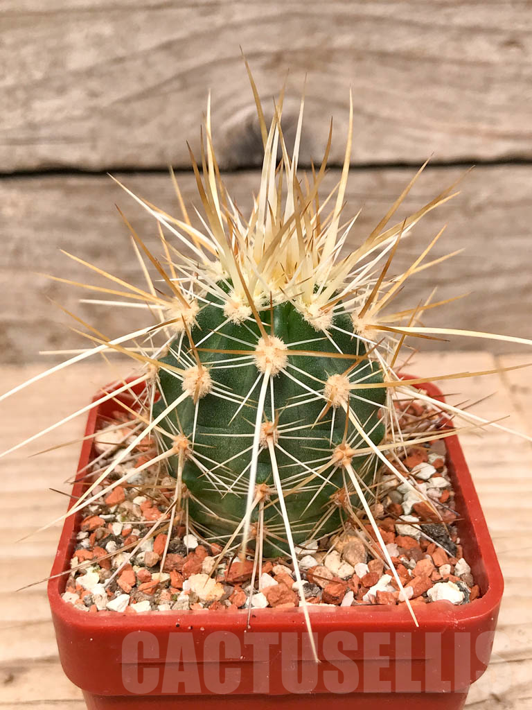SHPR9783 Echinocereus engelmannii, Mexico