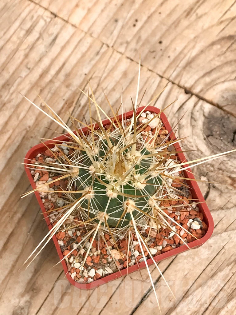SHPR9783 Echinocereus engelmannii, Mexico - Image 2
