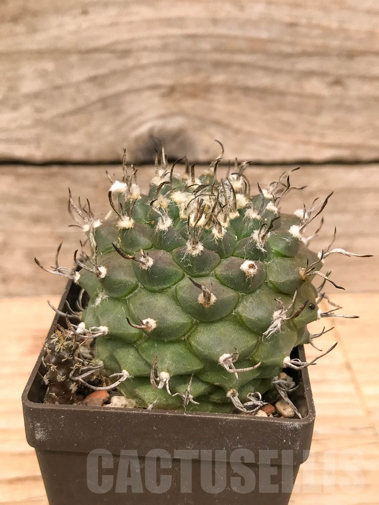 SHPR9784 Turbinicarpus klinkerianus