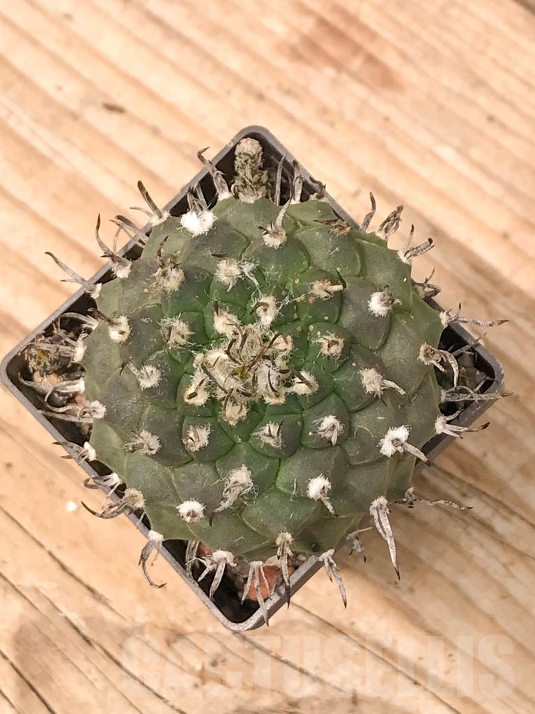 SHPR9784 Turbinicarpus klinkerianus - Imagen 2