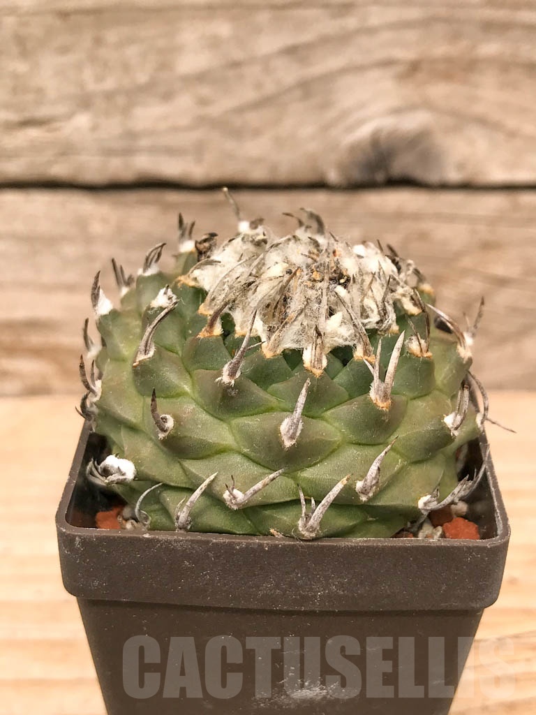 SHPR9785 Turbinicarpus klinkerianus