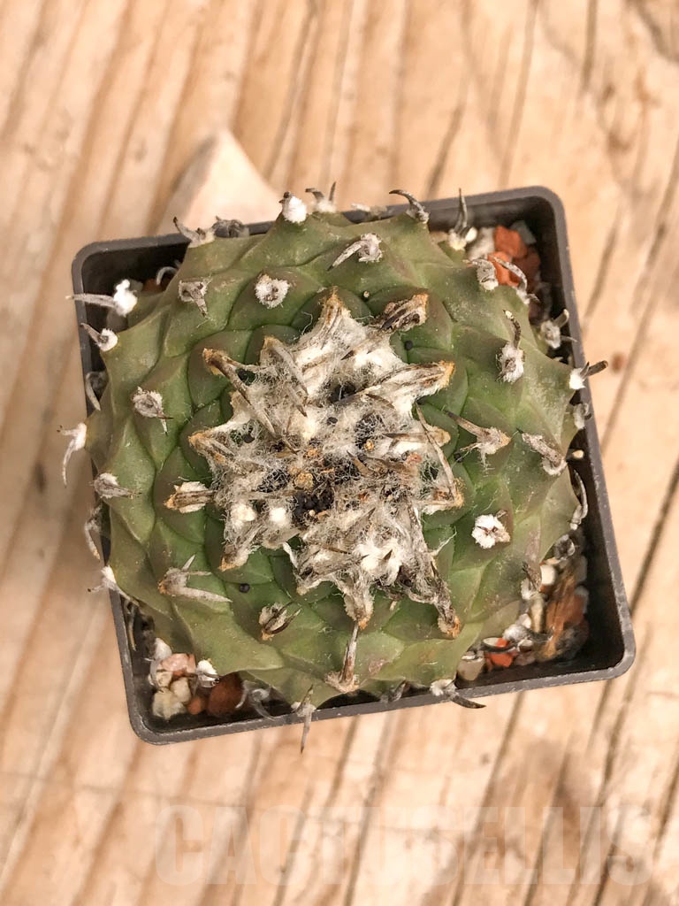 SHPR9785 Turbinicarpus klinkerianus - Image 2