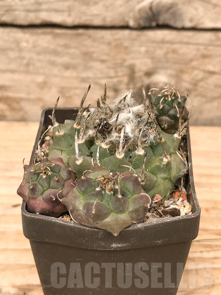 SHPR9786 Turbinicarpus klinkerianus