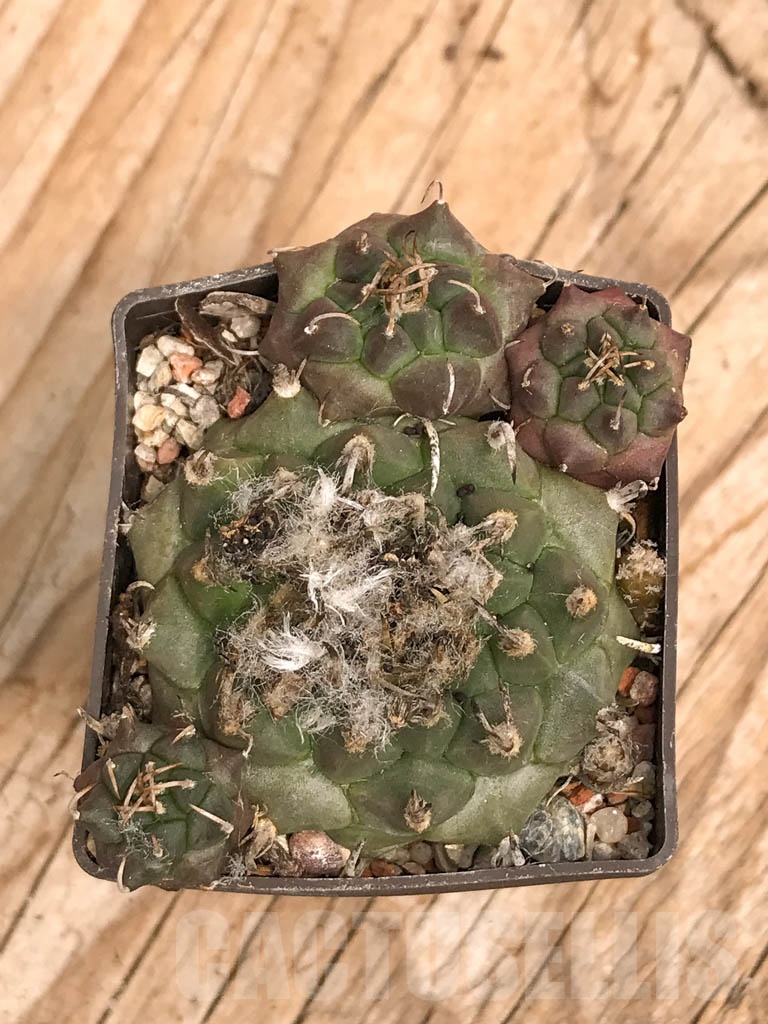 SHPR9786 Turbinicarpus klinkerianus - Image 2