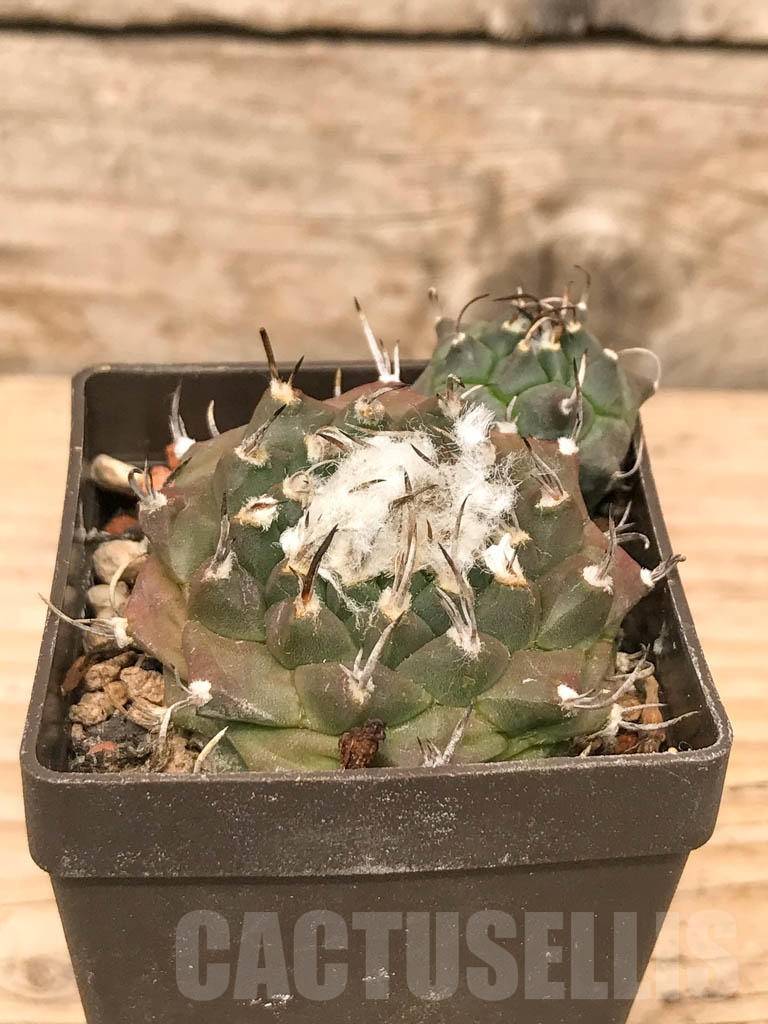 SHPR9788 Turbinicarpus klinkerianus - Image 2