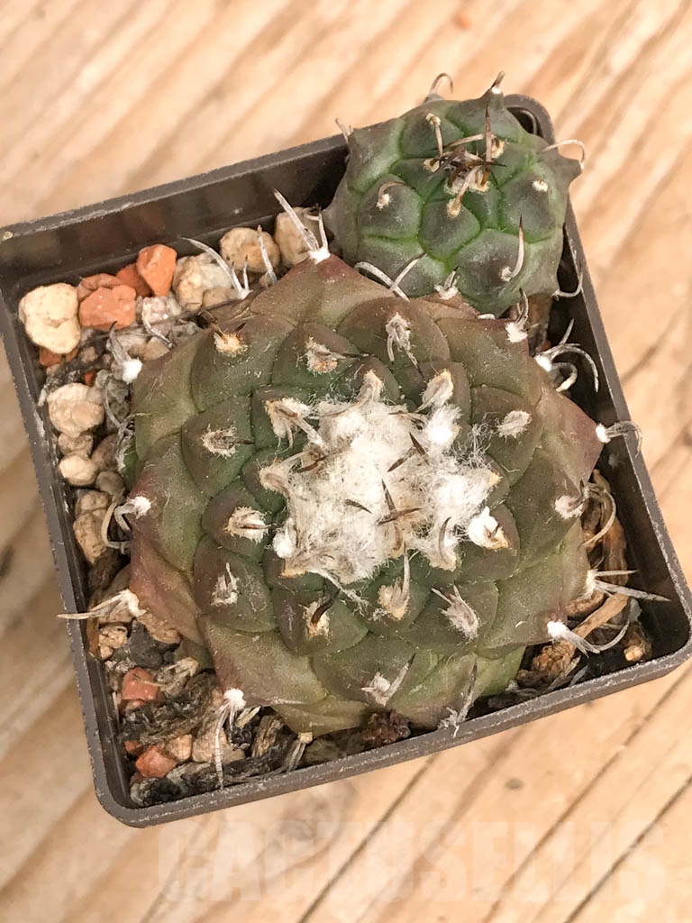 SHPR9788 Turbinicarpus klinkerianus