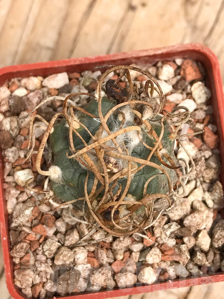SHPR9790 Turbinicarpus schmiedickeanus v. schwarzii