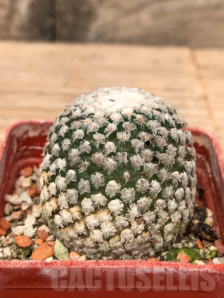 SHPR9793 Turbinicarpus valdezianus