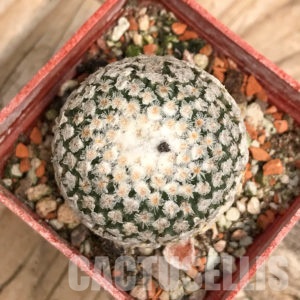 Roos kathedraal peper Cactus for sale - Succulent for sale - Cactus-online.net