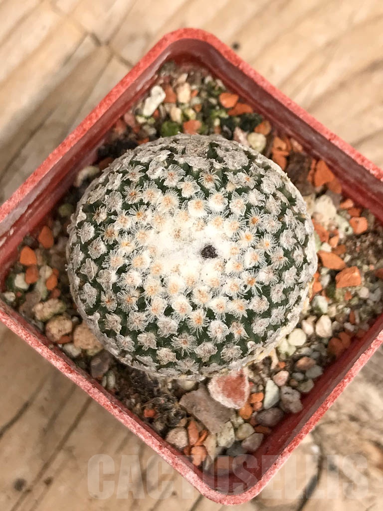 SHPR9793 Turbinicarpus valdezianus - Imagen 2