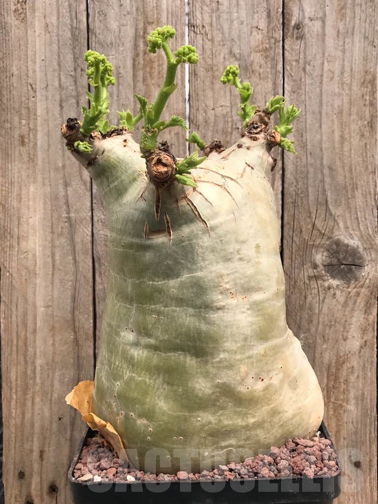 SHPR9795 Cyphostemma uter var. macropus