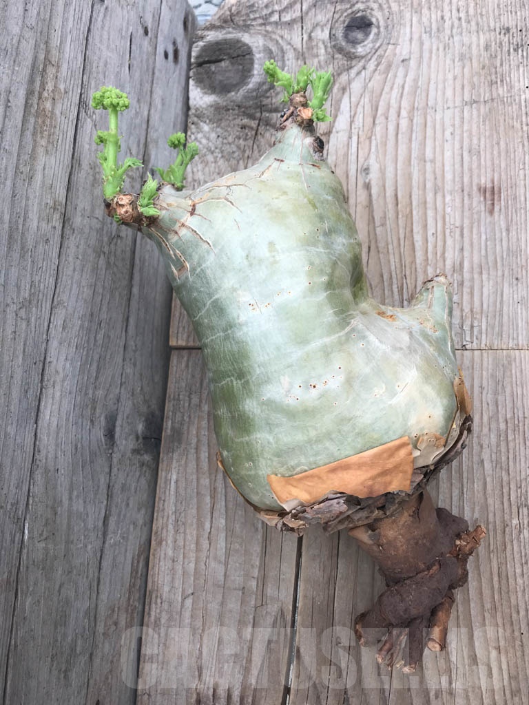 SHPR9795 Cyphostemma uter var. macropus - Imagen 3