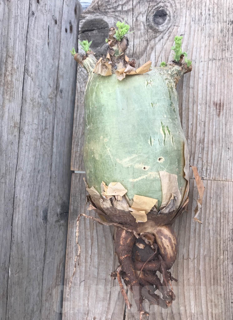 SHPR9796 Cyphostemma uter var. macropus - Image 3