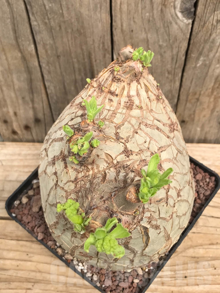 SHPR9799 Cyphostemma uter var. macropus - Image 2