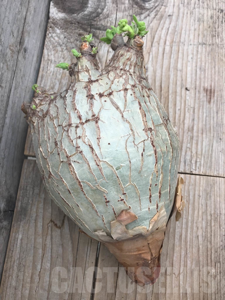 SHPR9799 Cyphostemma uter var. macropus - Image 3