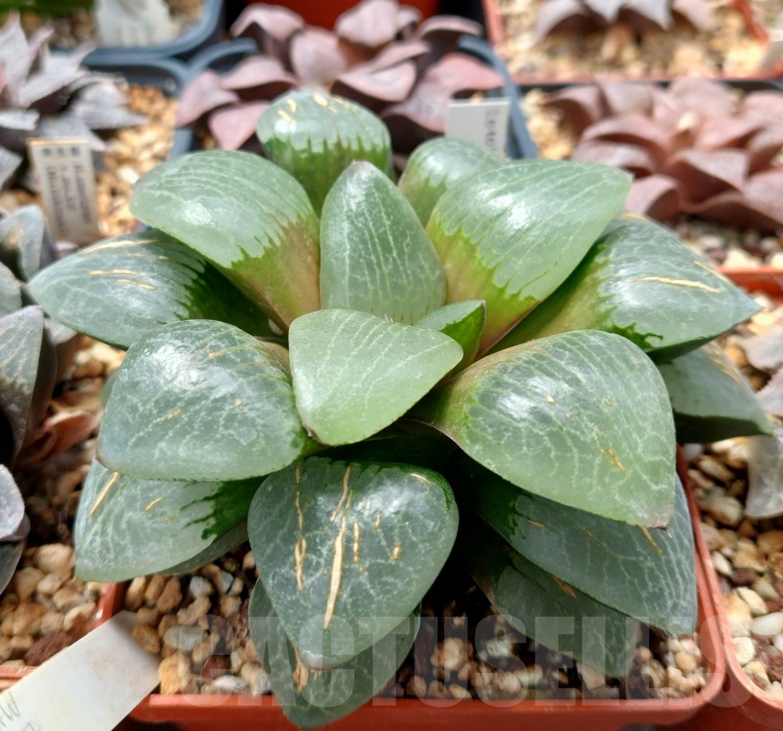 棘.PLANTS LOT549 10 SEEDS Haworthia comptoniana x springbokvlakensis