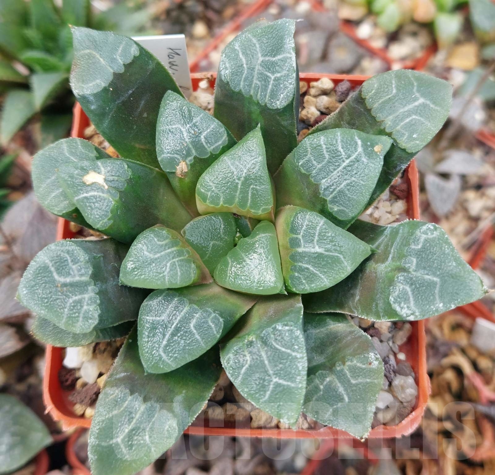 LOT557 10 SEEDS Haworthia bayeri 'Reticulated Gram` 2023