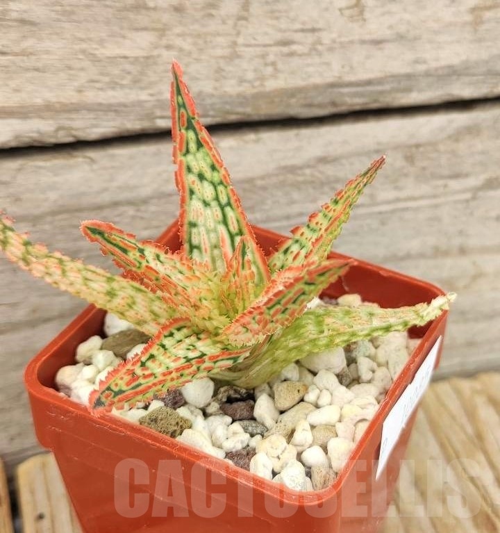 SHPR10085 Aloe TCT hybrid