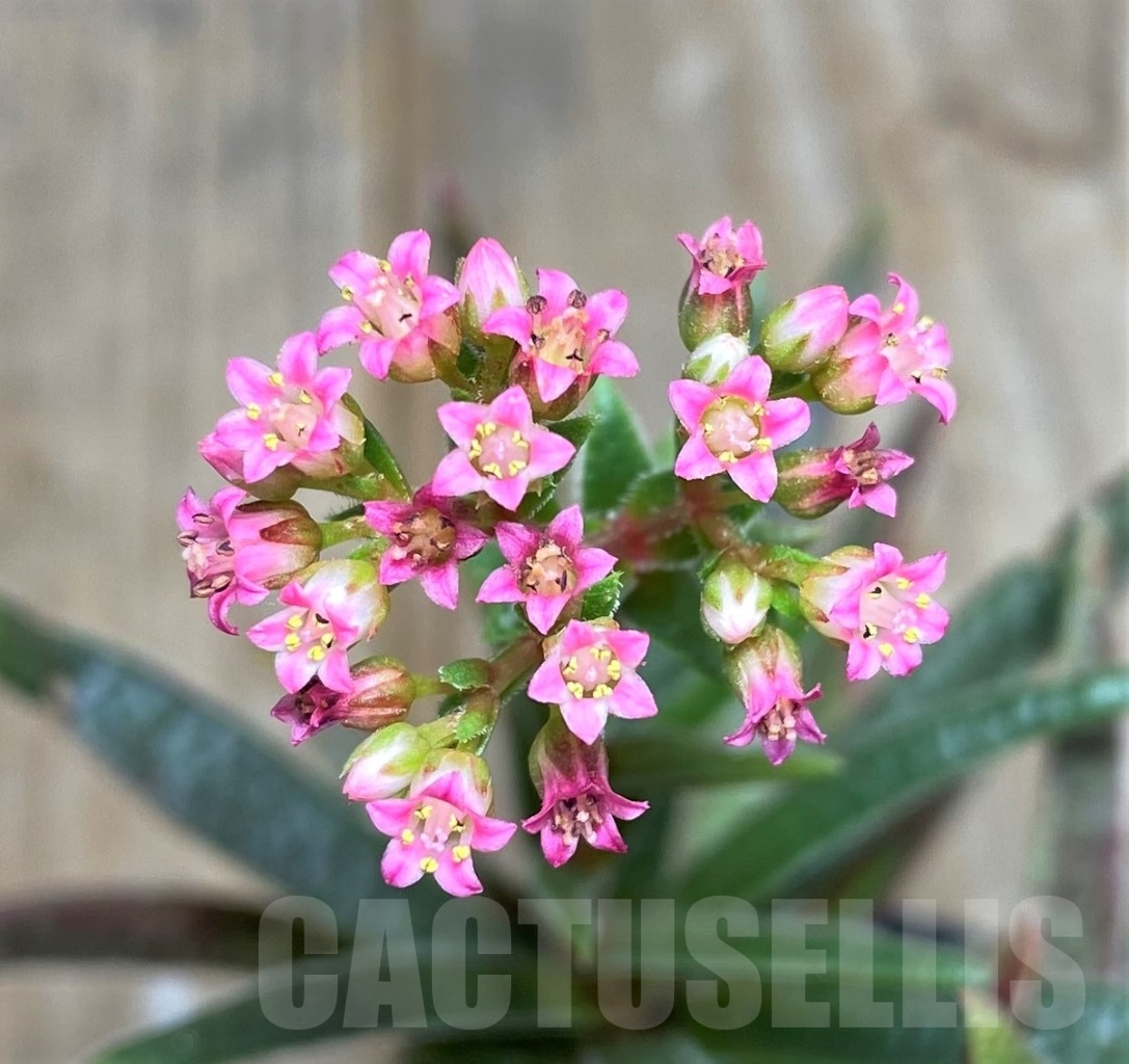 SHPR10649 Crassula exilis ssp. schmidtii