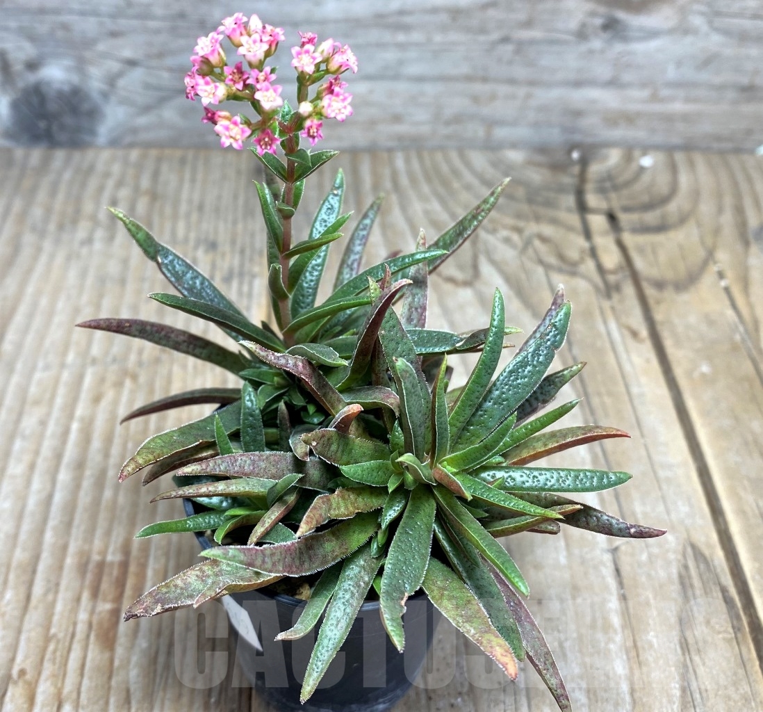 SHPR10649 Crassula exilis ssp. schmidtii - Image 2