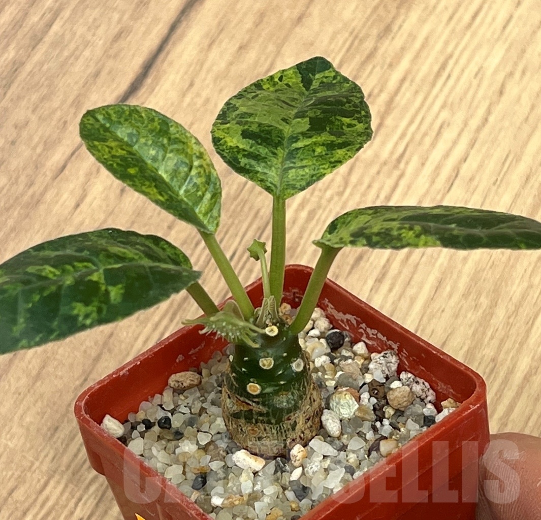 SHPR6960 Dorstenia foetiga fa. variegata - Image 2