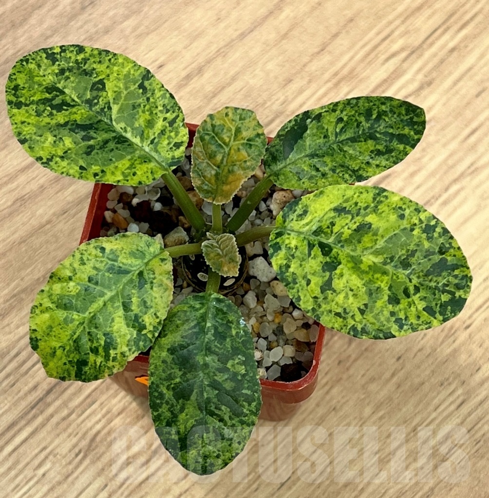 SHPR6960 Dorstenia foetiga fa. variegata