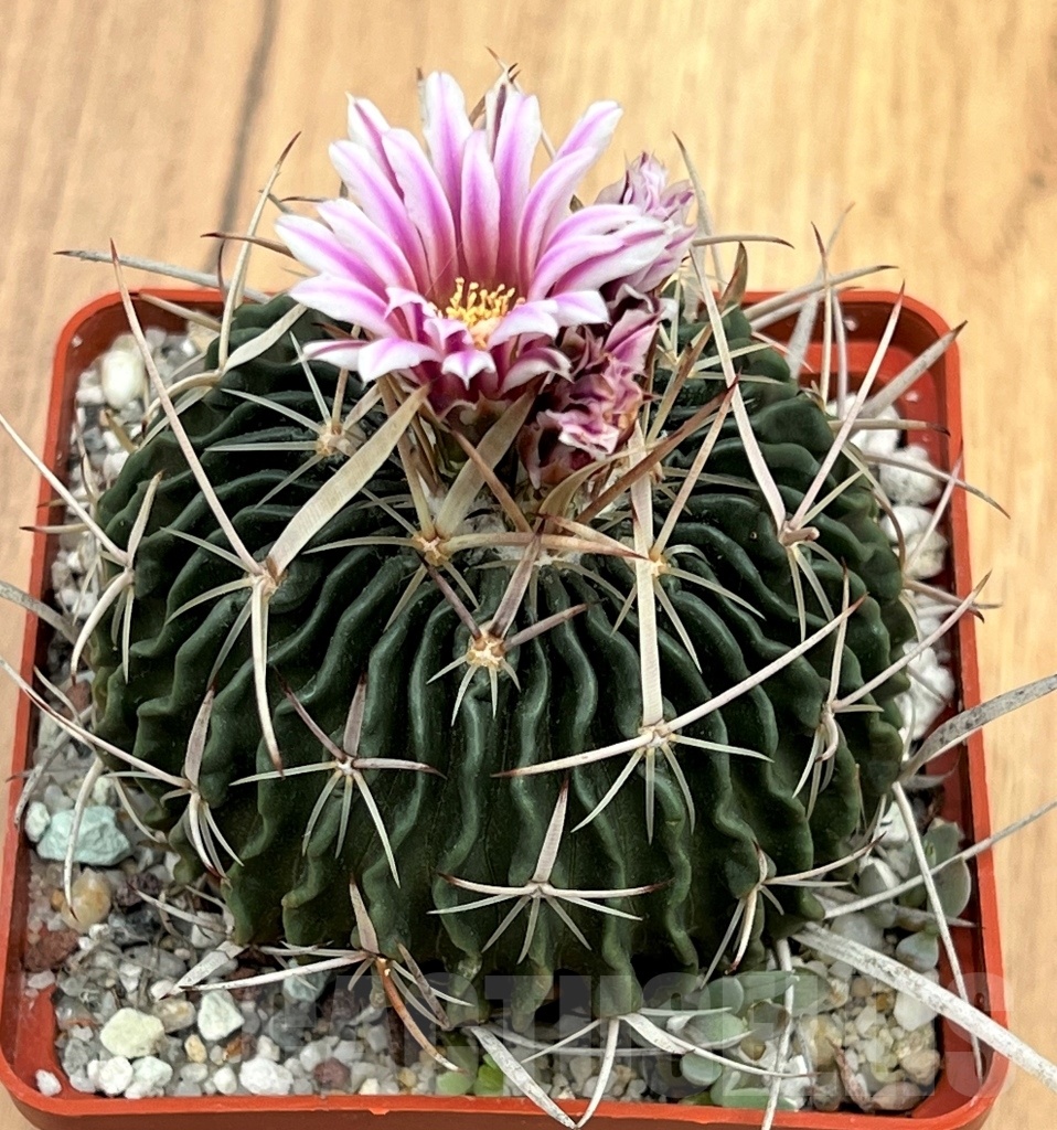 SH189 Echinofossulocactus phyllacanthus old 12 years – Bild 2