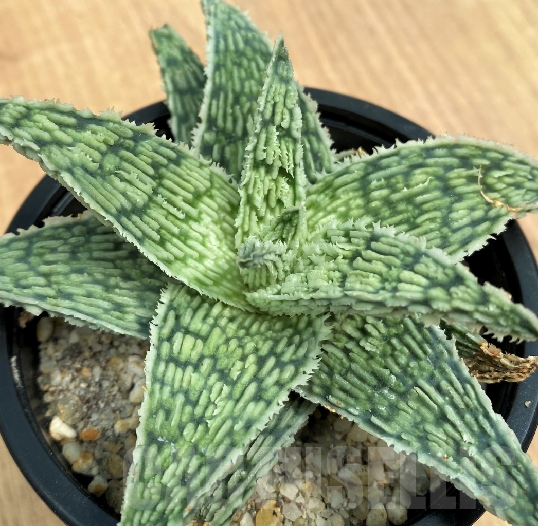 SHPR10549 Aloe 'Sugar Crystal'