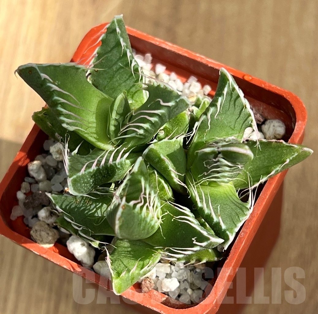 SHPR10541 Faucaria tigrina 'Dead man’s'