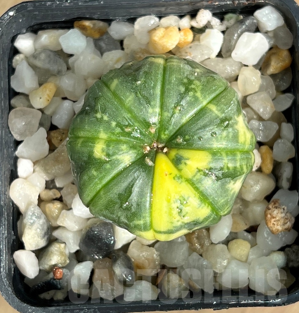 SHPR10543 Astrophytum asterias variegata – Image 2
