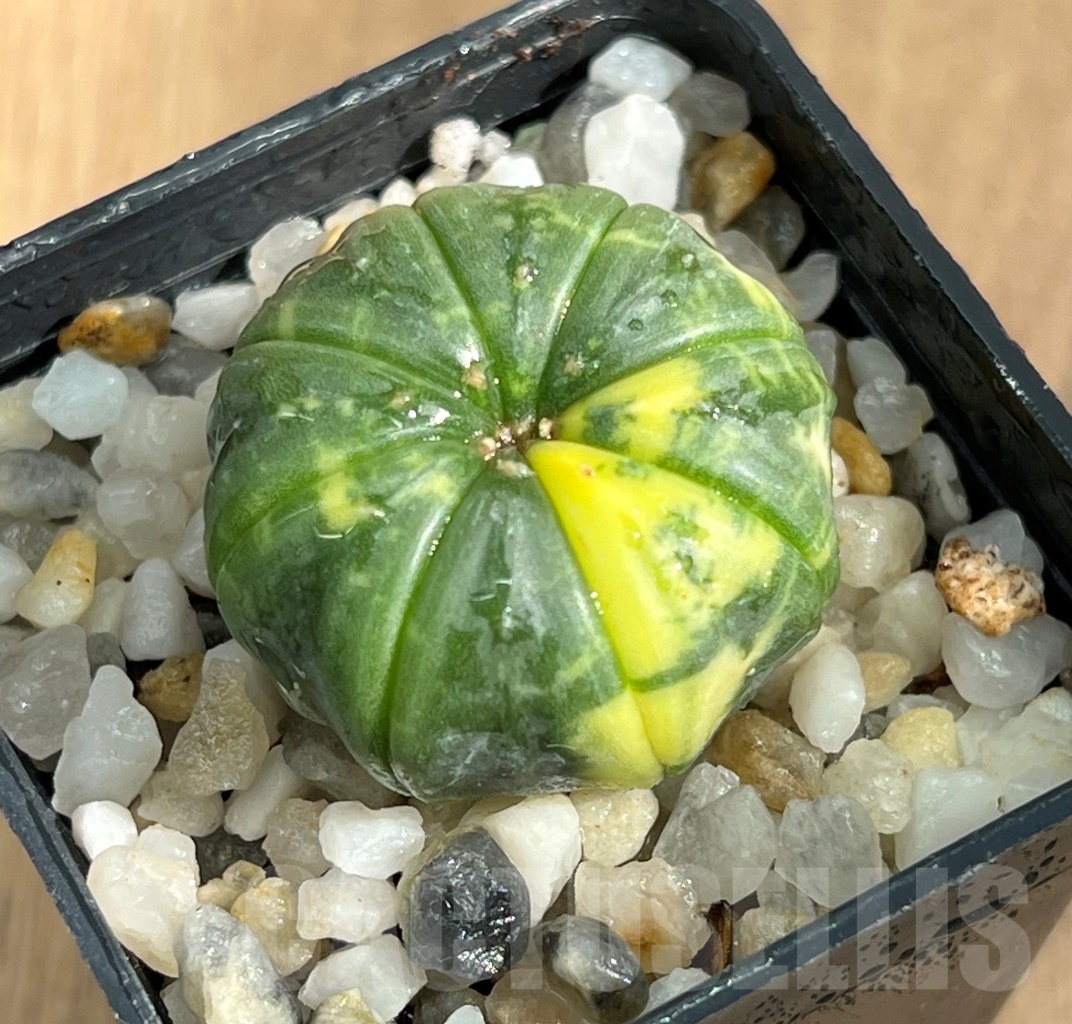 SHPR10543 Astrophytum asterias variegata
