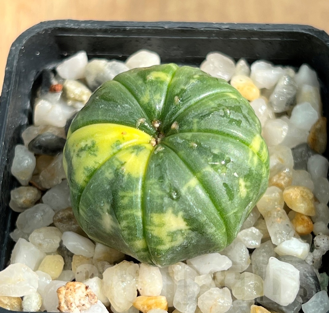 SHPR10543 Astrophytum asterias variegata – Image 3